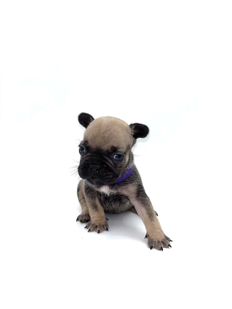 Frenchies carrying pink and fluffy image 8