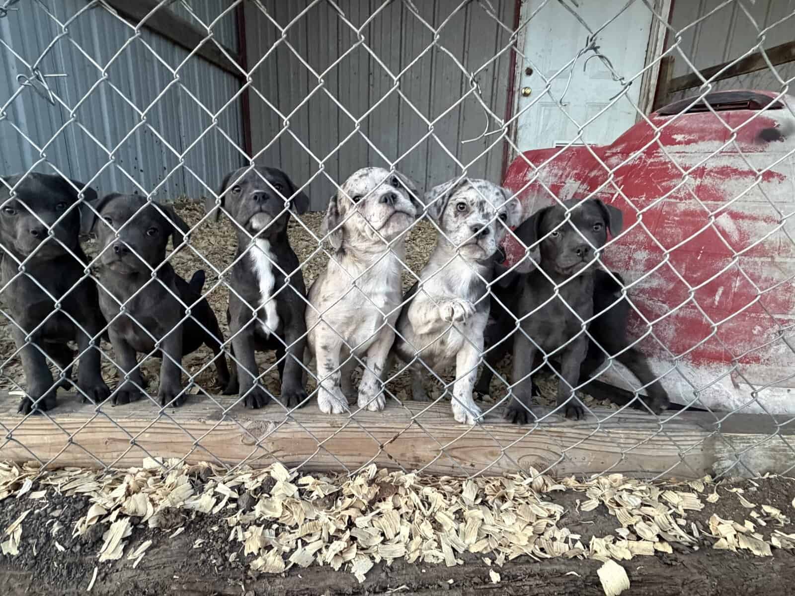 Zelda x Tiaga: Frenchador Litter image 15