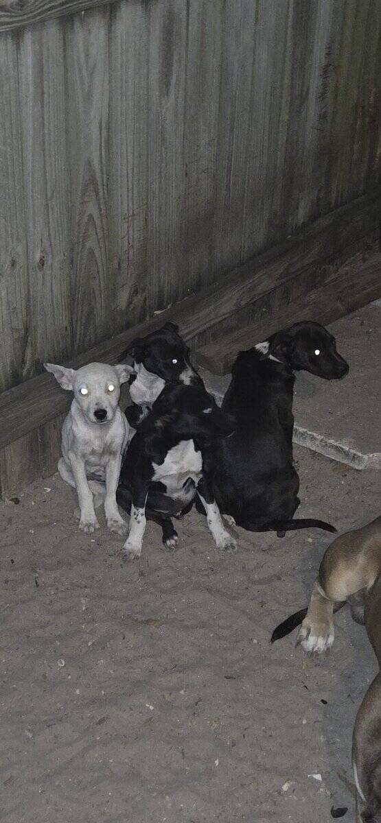 Pit chihuahua mix image 2