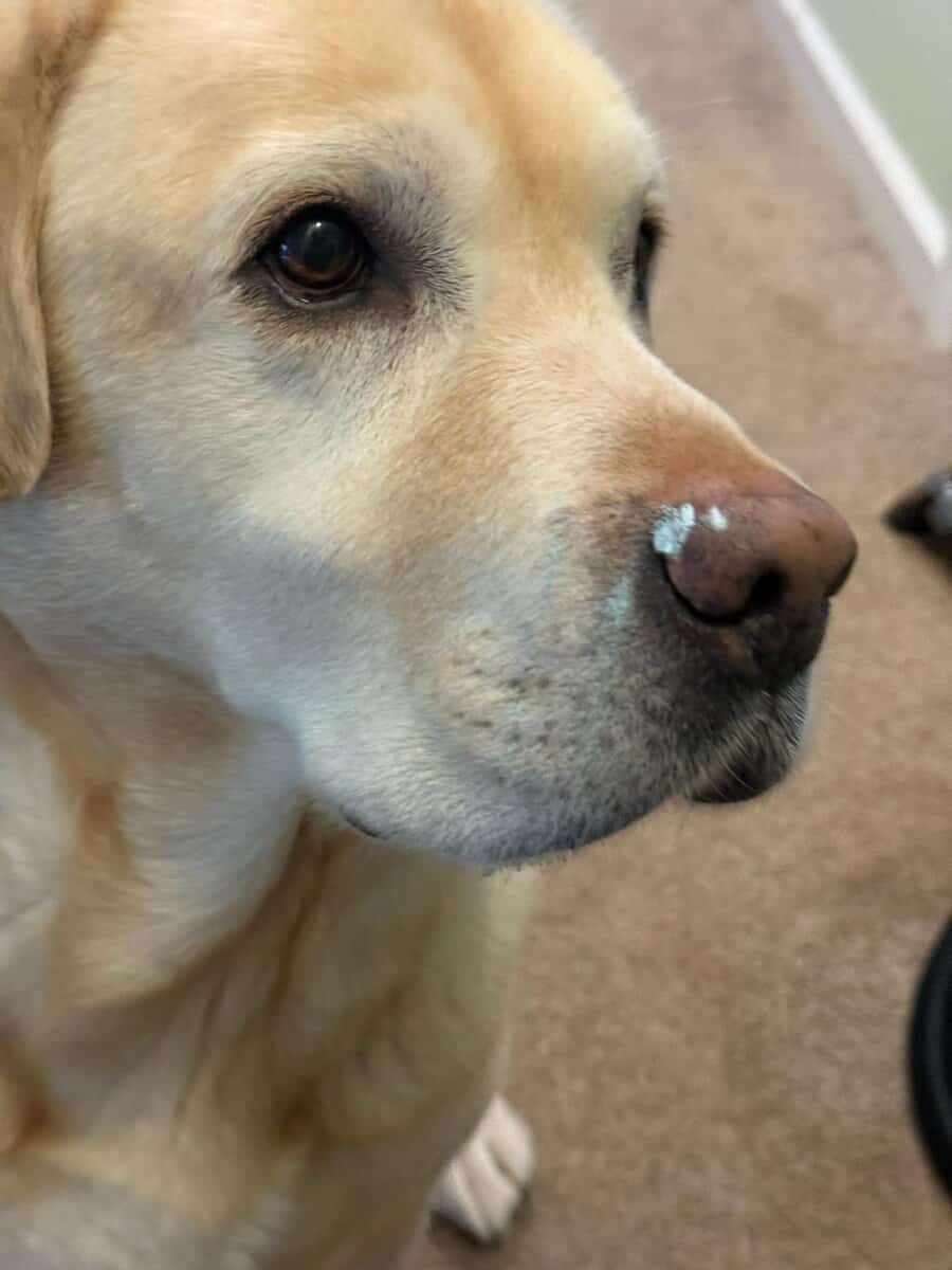 Healthy Golden Retriever. Vet Checked, Friendly & image 3