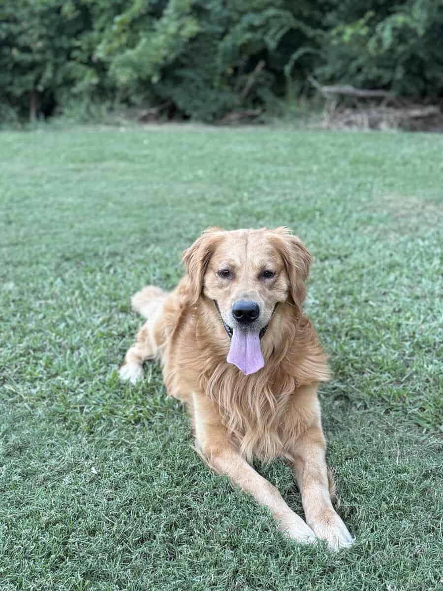 Loving 4-Year-Old Golden Retriever image 5