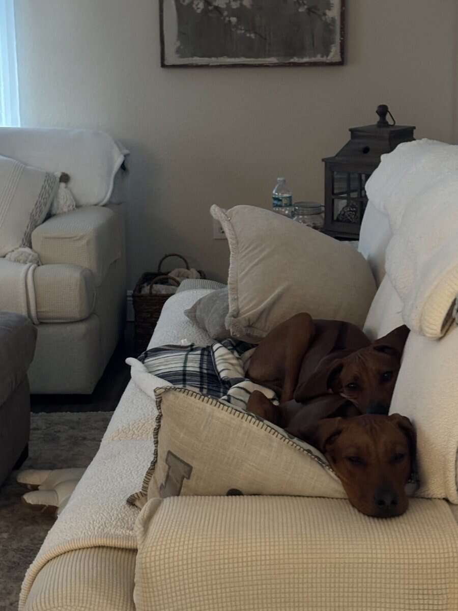 Rhodesian ridgeback 5 months old image 5