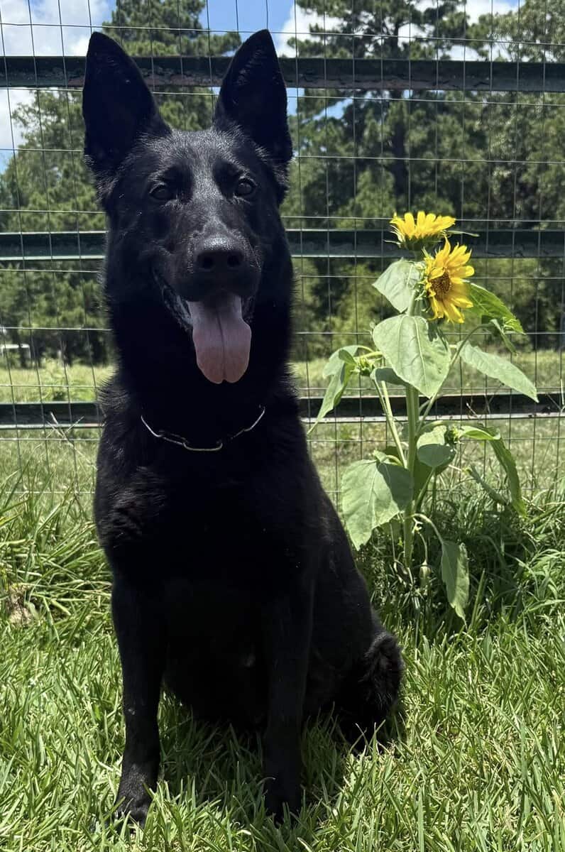 Adult Female GSD- July Mar Zur image 2