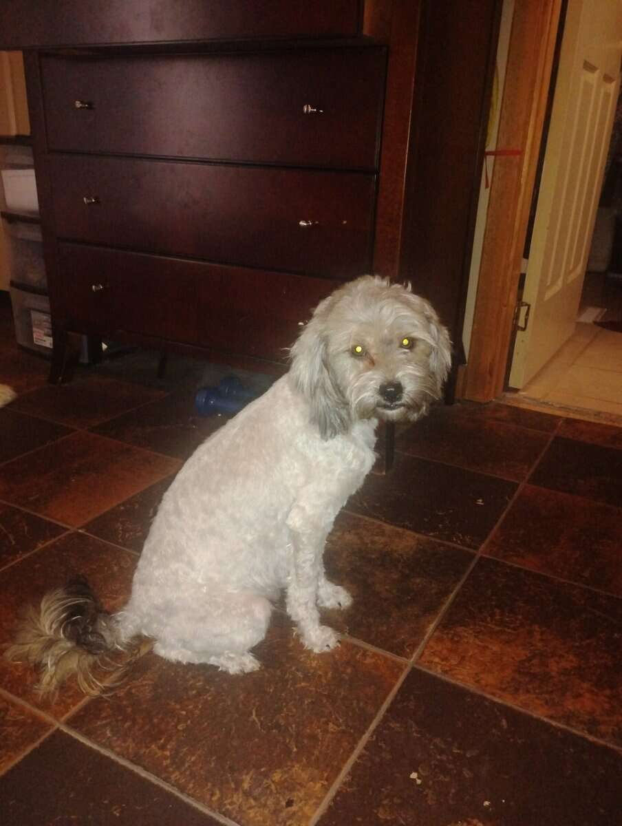 Hypoallergenic shipoo image 10