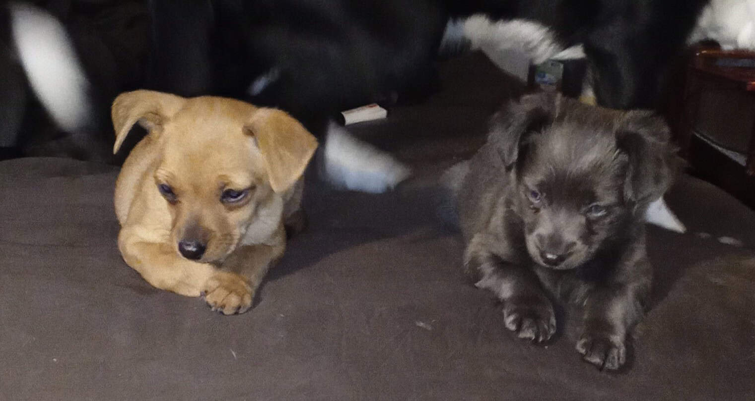 Chiweenie Puppies image 1