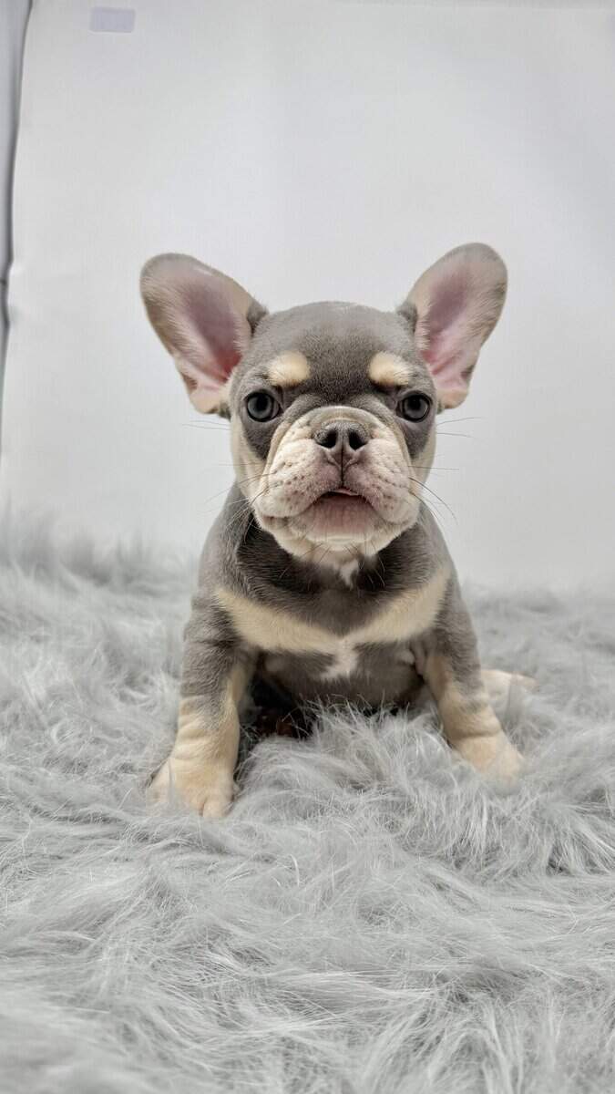 French bulldogs image 2