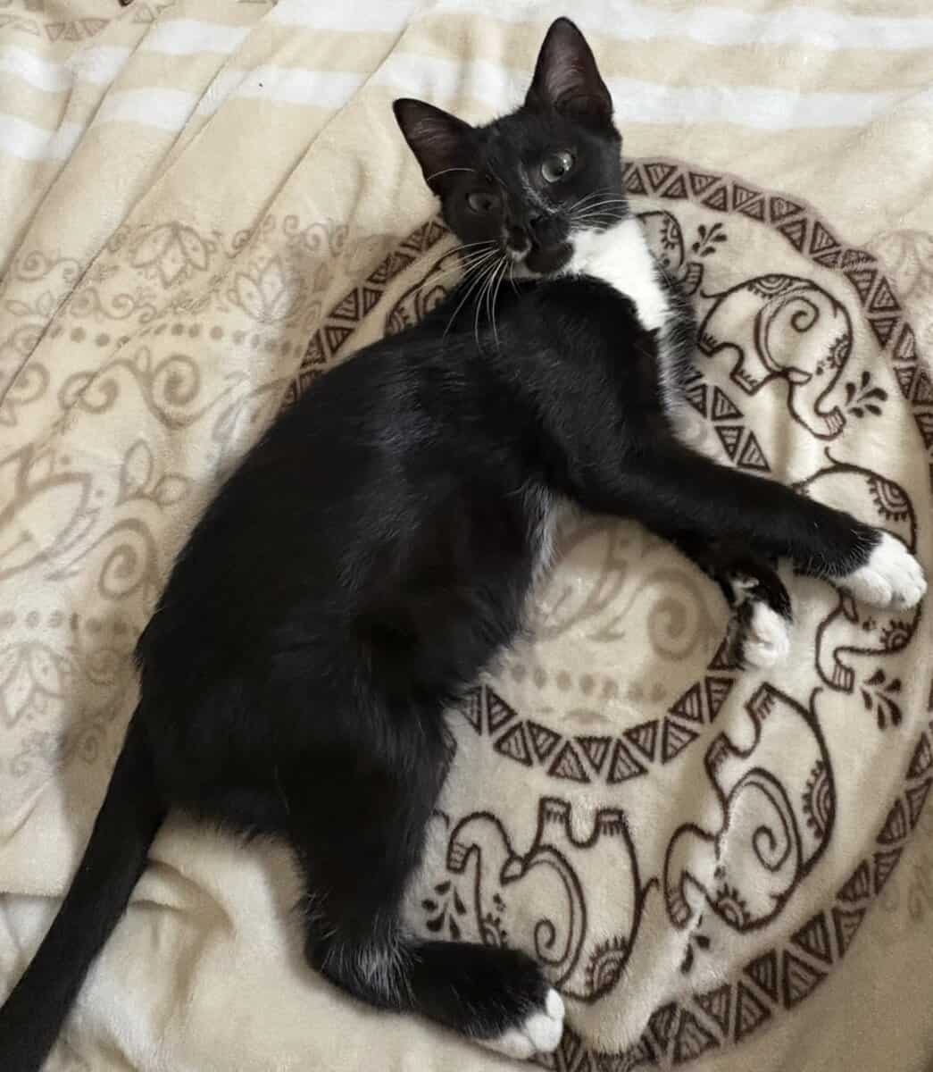 Rehoming Kitten image 1