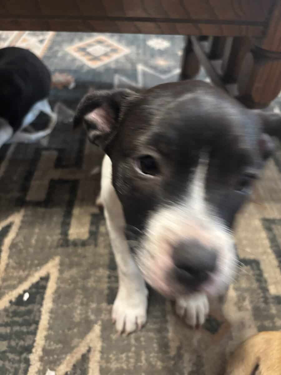 Boxer Mix Puppies image 1