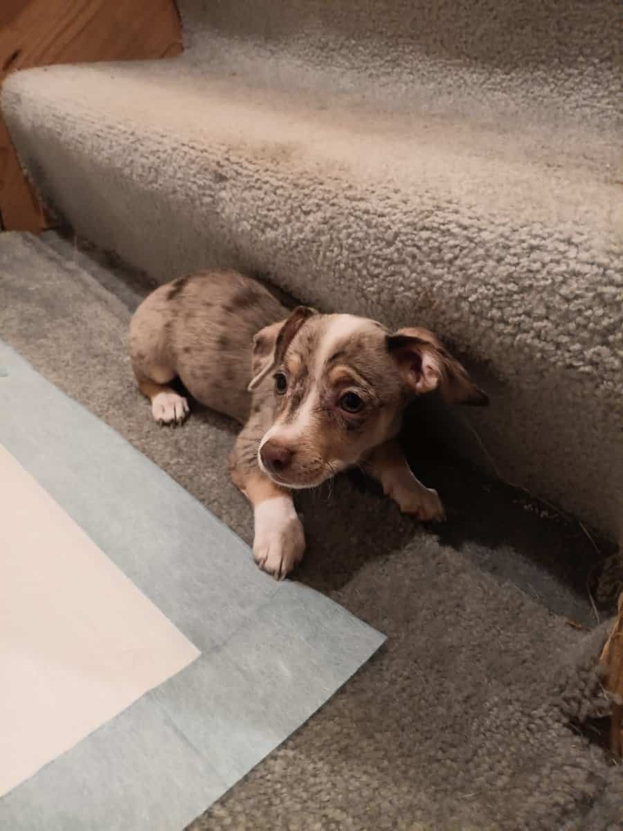Chiweenie puppy 6/6 Merle image 6