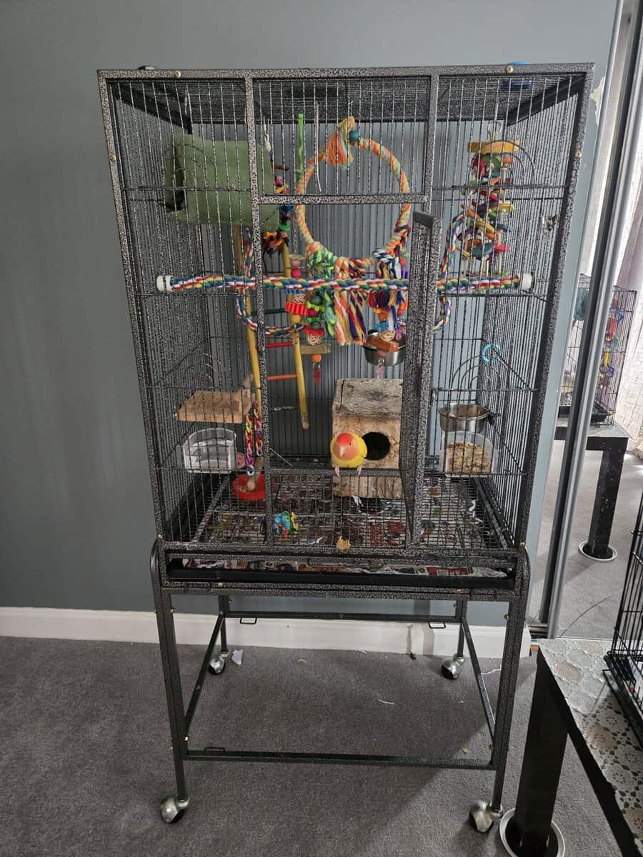 Cage/toys included! Red Headed Lutino Lovebird image 2