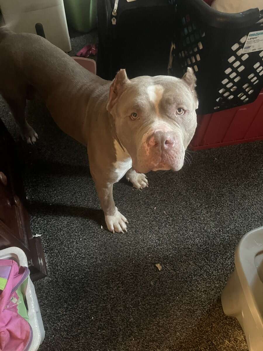 Male Xl bully 3years old image 6