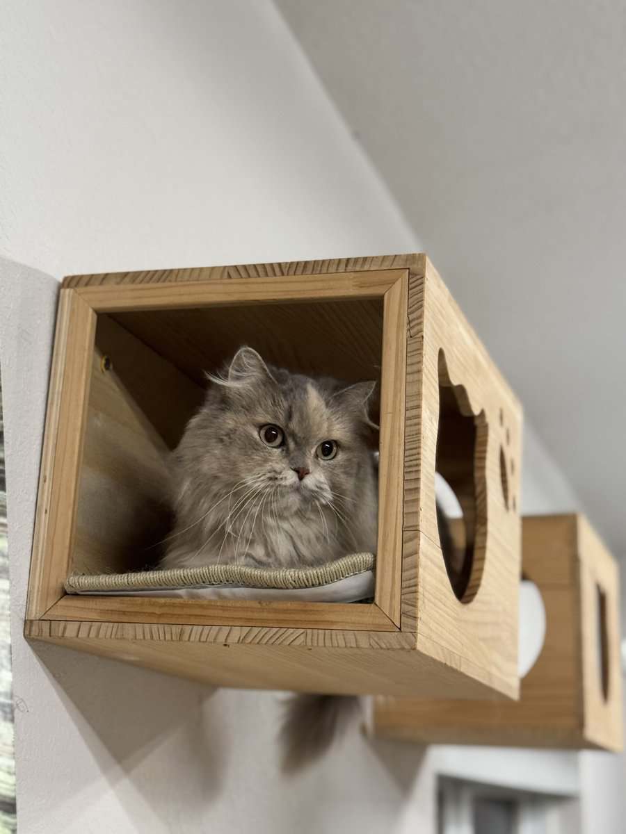 Beautiful long fur Scottish Straight female cat image 3