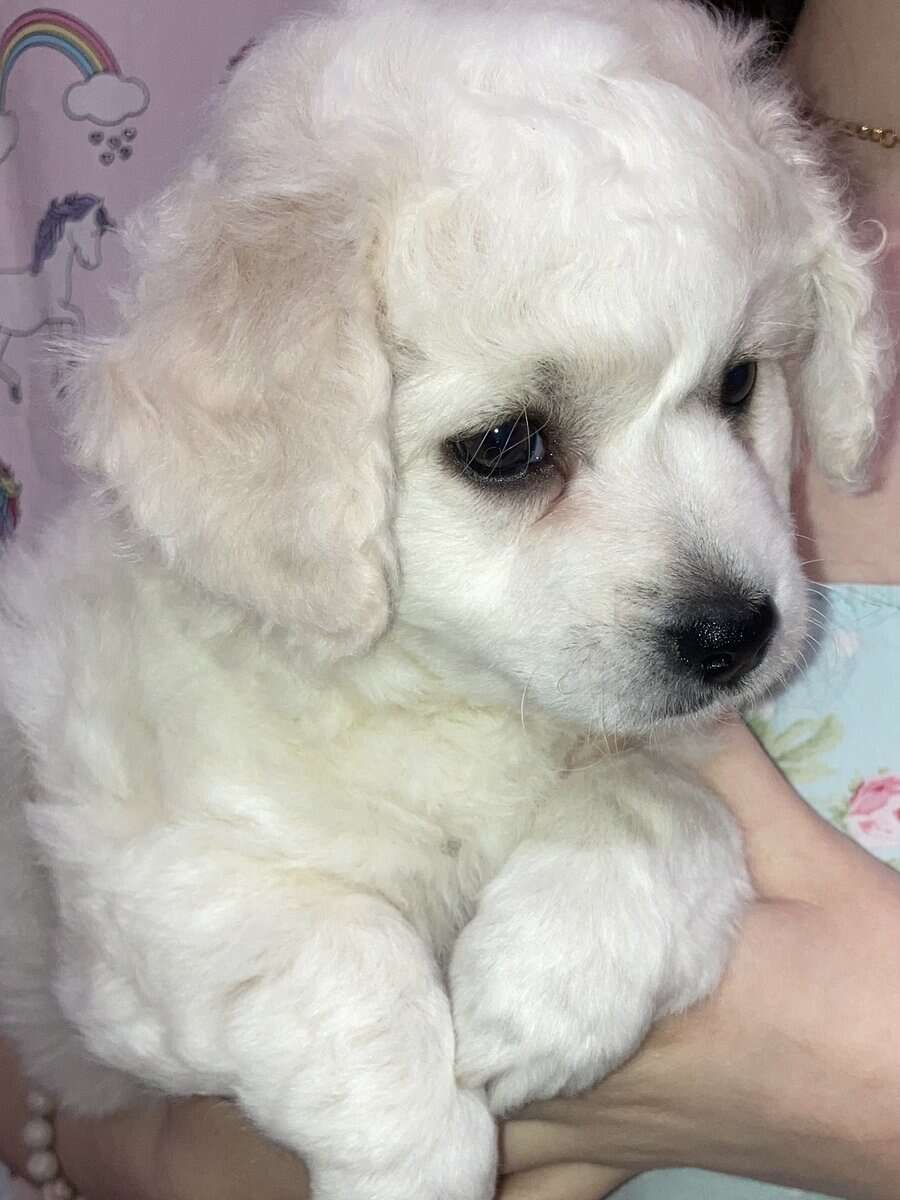Rehoming Maltipoo, Clara image 2