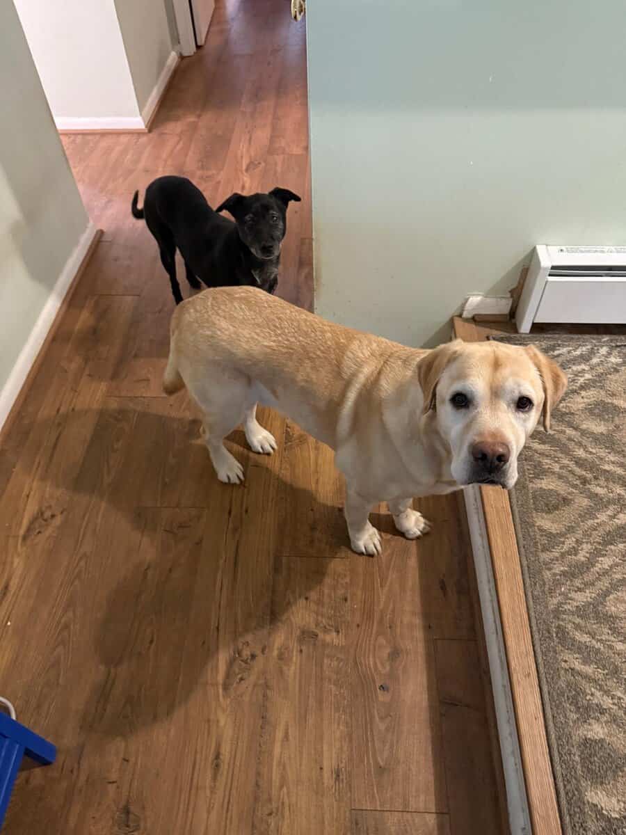 Healthy Golden Retriever. Vet Checked, Friendly & image 1
