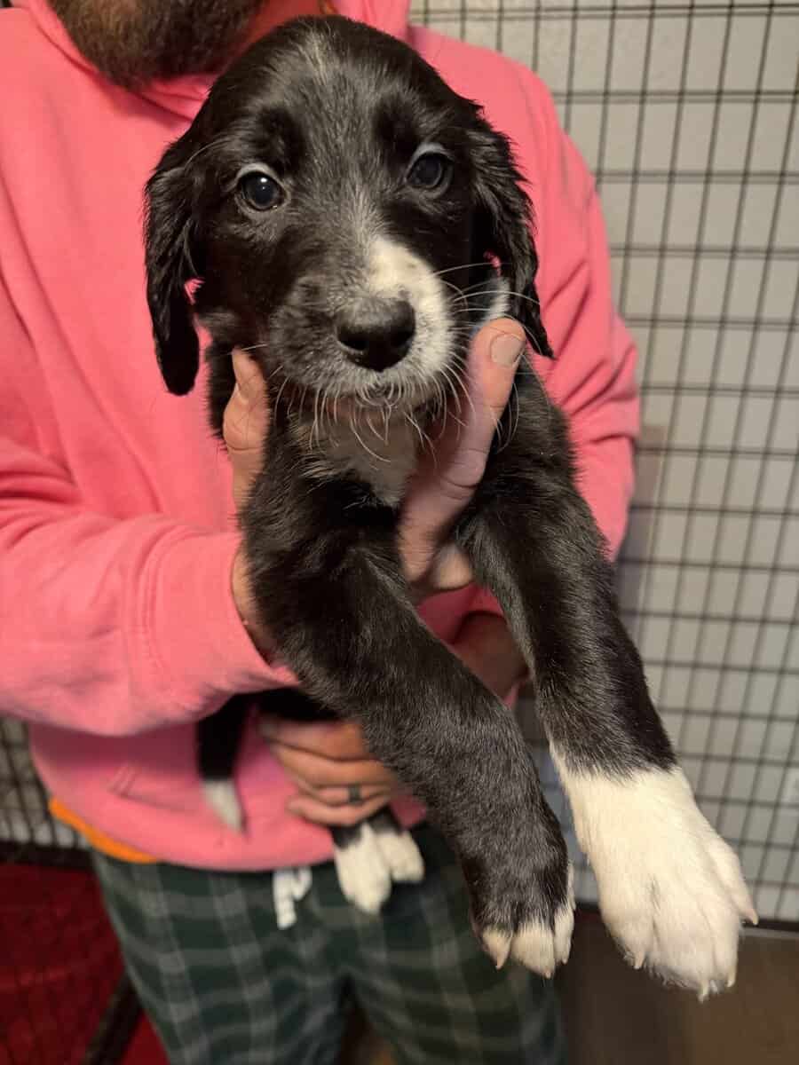 Great Dane mix puppies image 3