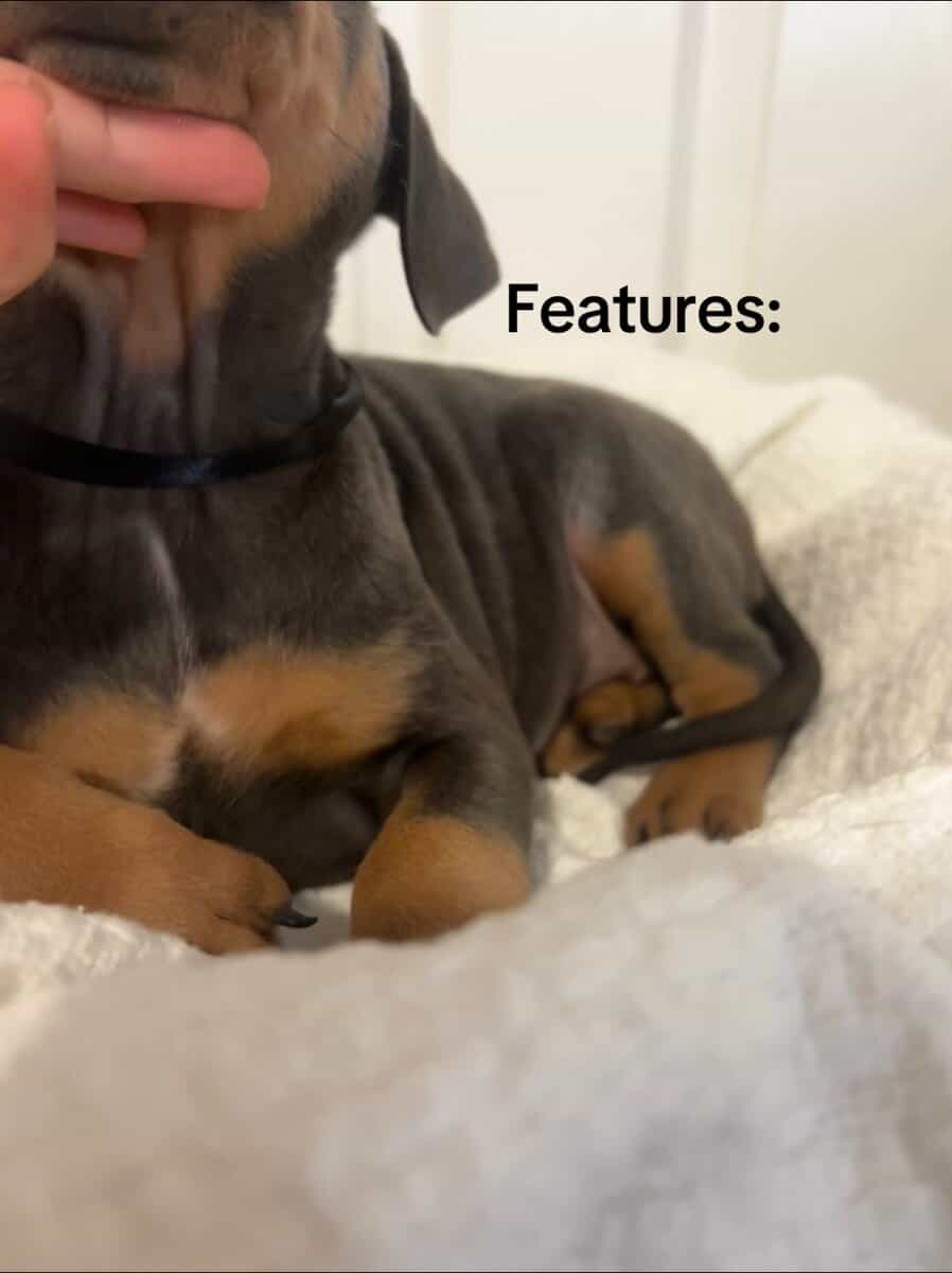 🔥 Rare Exotic Dober Bullies – Stunning Tri-Color image 2