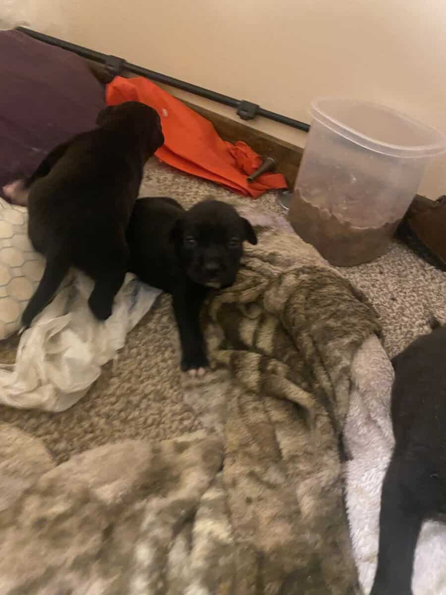 Cuteeee puppies available! image 2