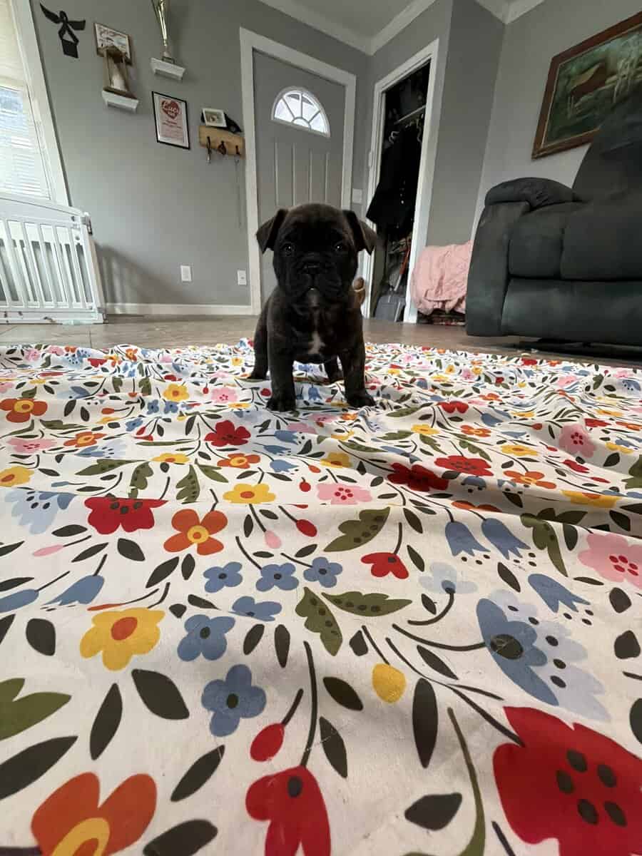French English Bulldog puppies image 10