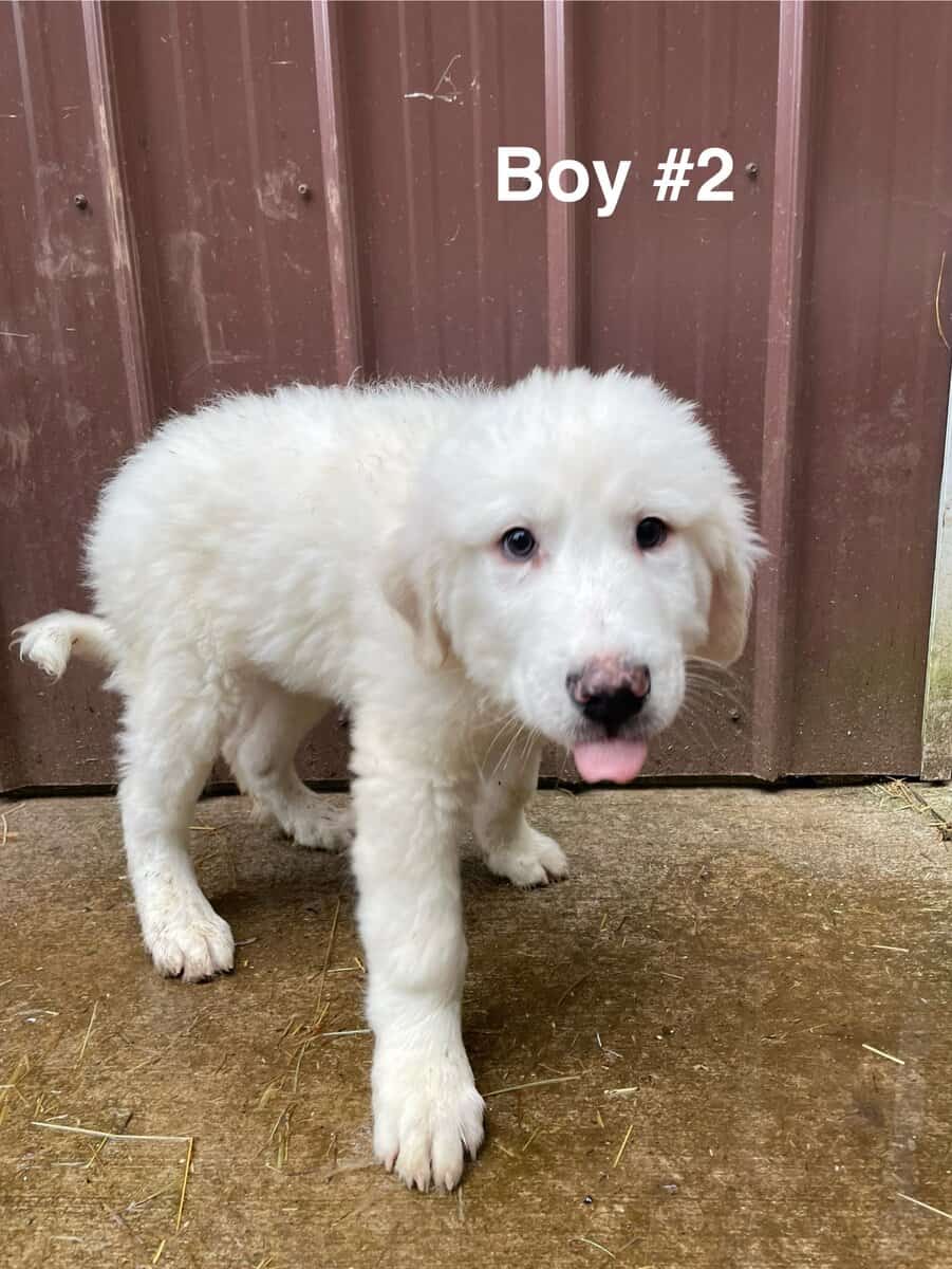Great Pyrenees puppies image 4