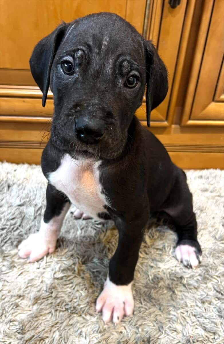 AKC PUREBRED GREAT DANE PUPPIES IN NORTH DAKOTA image 8
