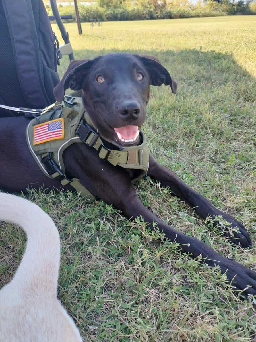 Black Lab Needing Home image 1