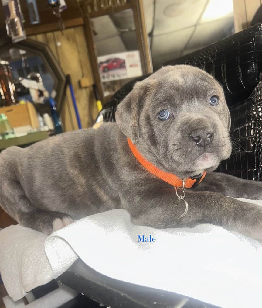Cane Corso Pups For Sale image 5