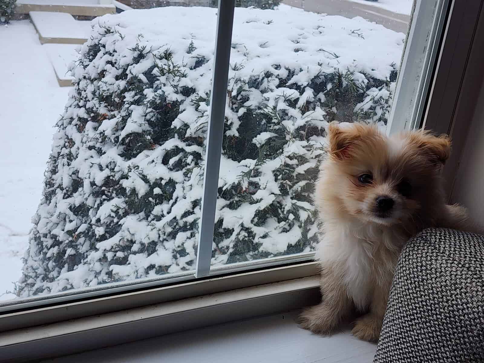 Miniature Maltipom puppy boy for sale image 1