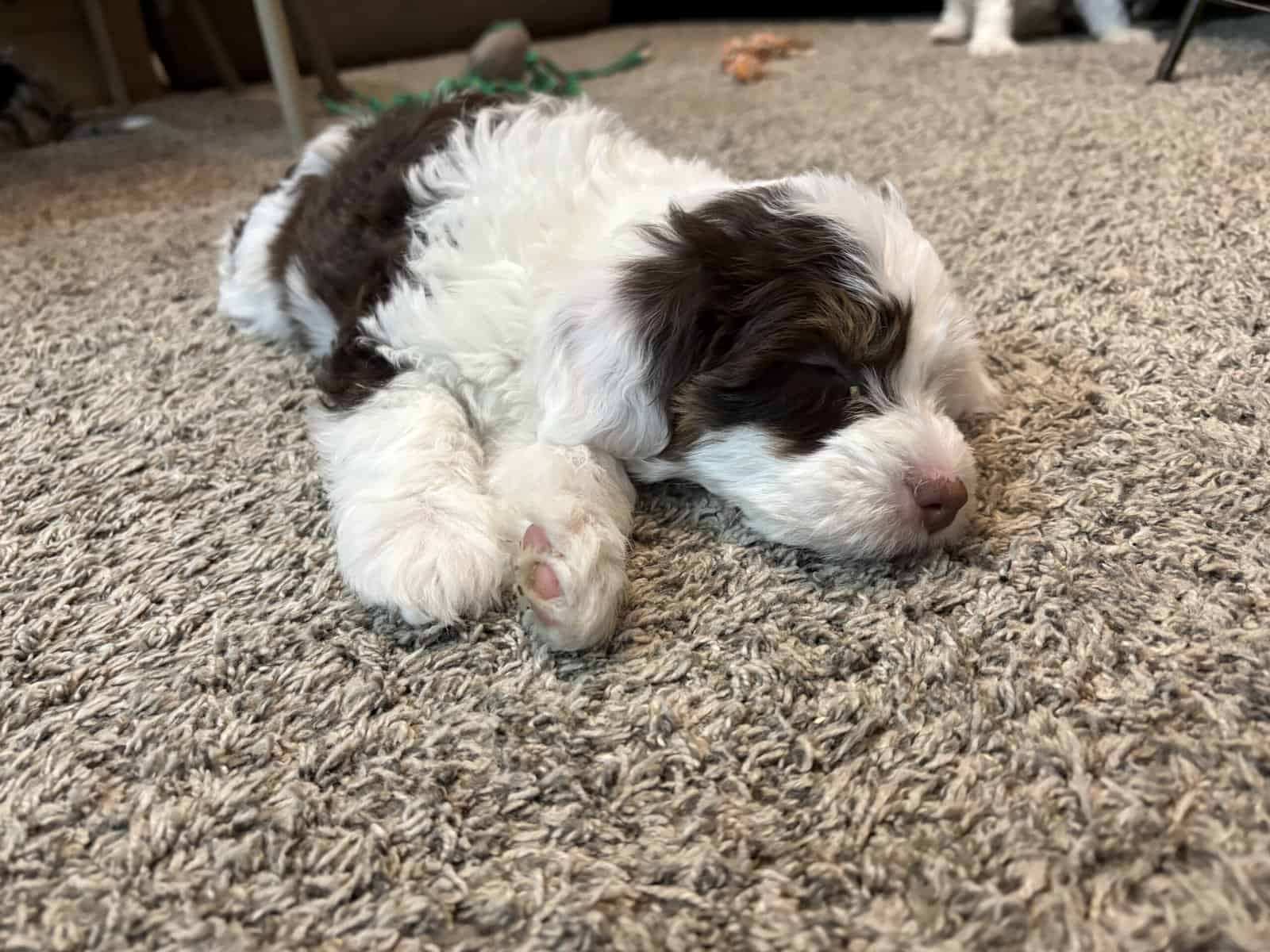 Sadie image 4