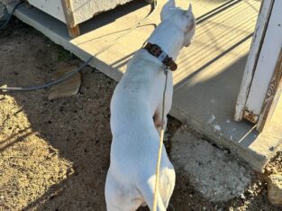 Dogo Argentino for Sale