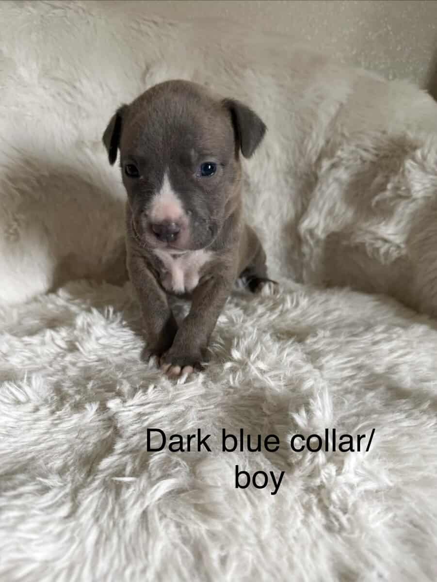 Bandog Puppies image 1