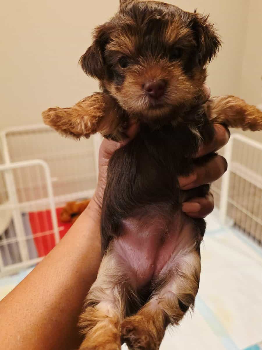 Yorkipoo Puppies 4 Sale- Ready to go home Feb.13❤️ image 5