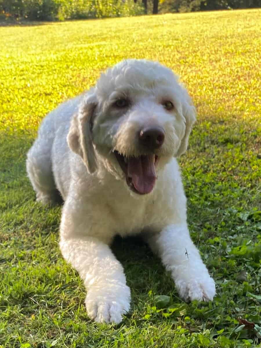 Aussiedoodle image 2