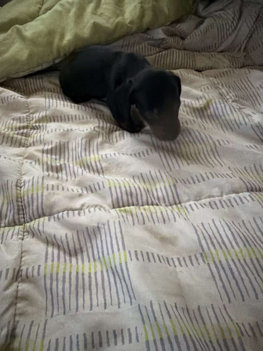 Daschund puppies image 8