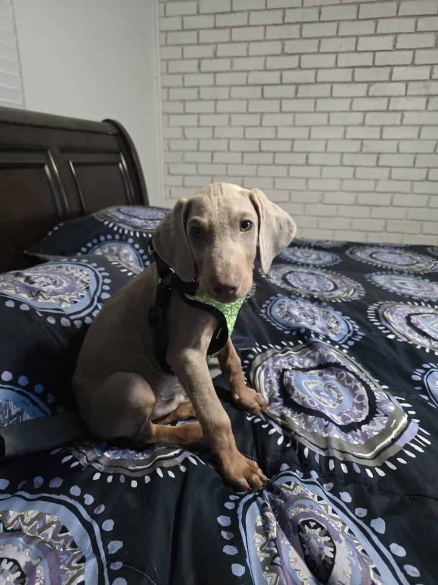 Weimaraner doberman image 4