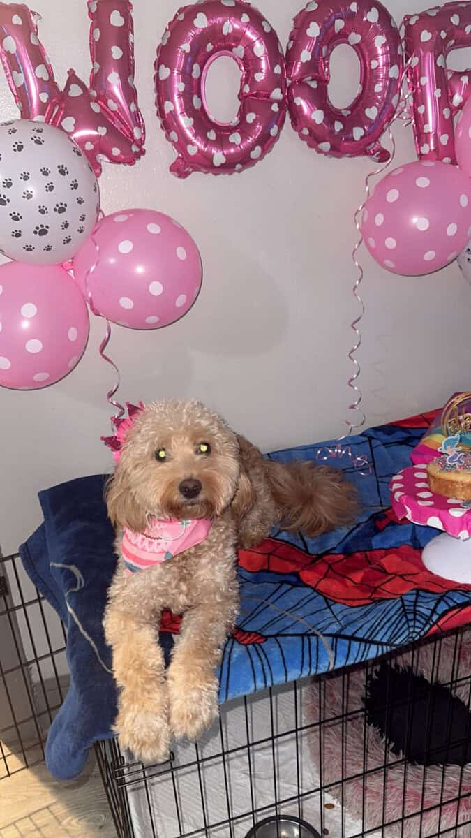 Sell my dog image 2