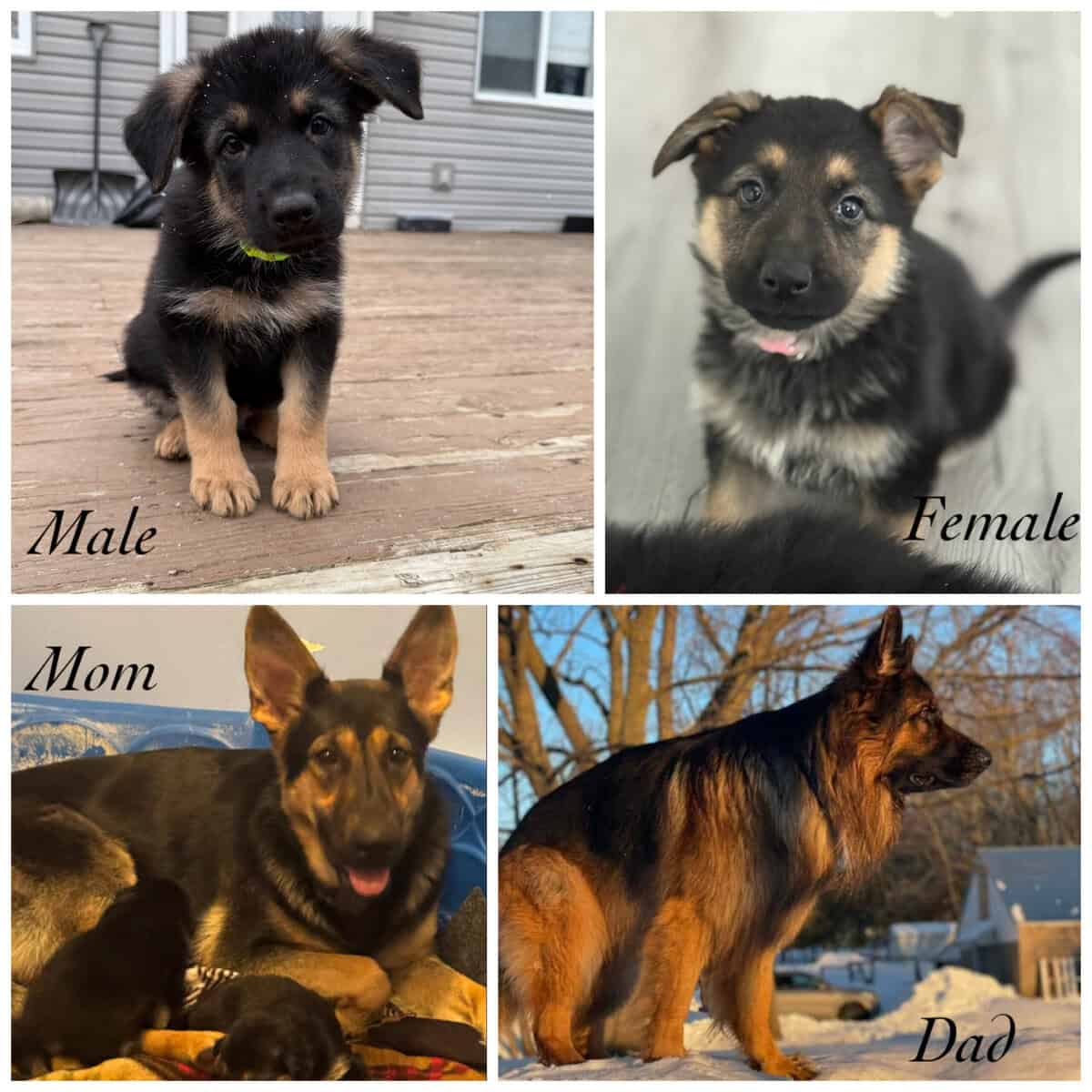 German Shepherd puppies! image 1