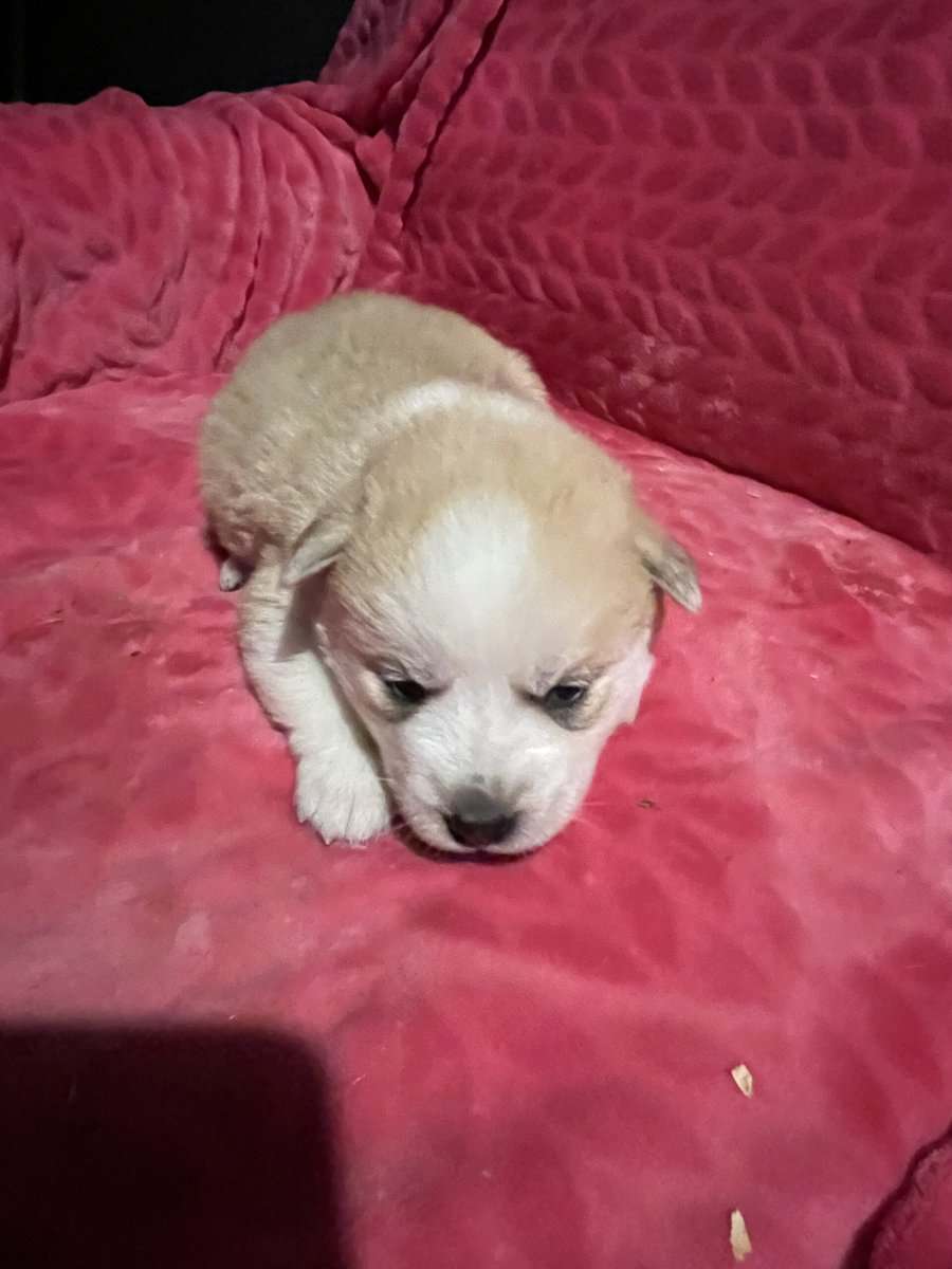 Siberian Husky puppies for sale 4 males 4 females. image 4