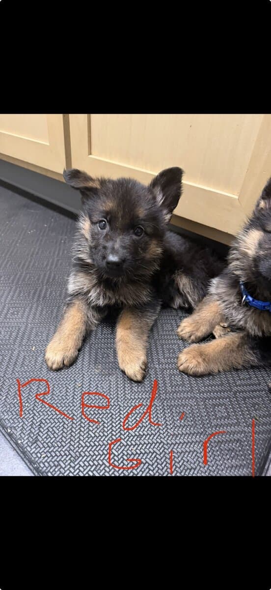 AKC purebred German Shepherd puppies image 1