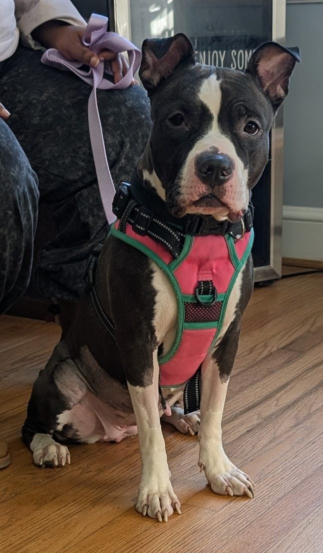 Oreo The Staffy image 2