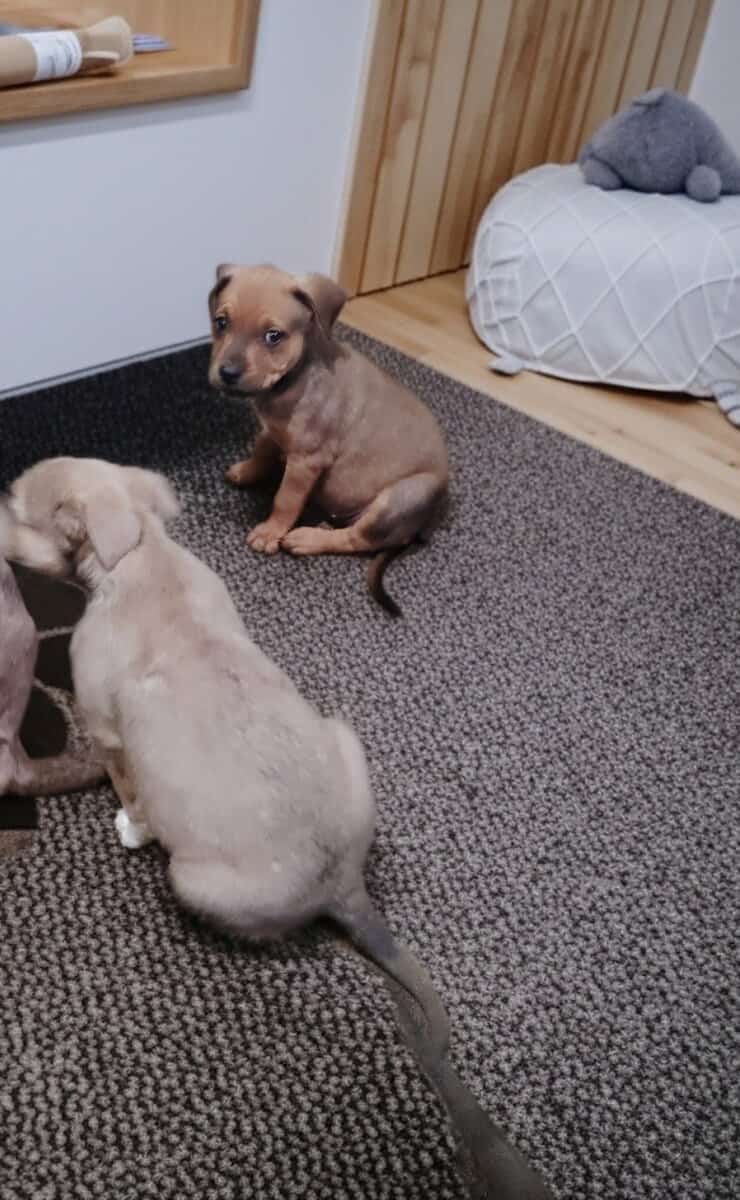 Puppys need good home image 4