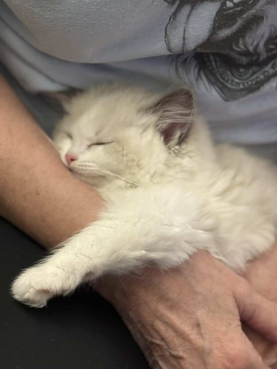 Available Blue Point Bicolor Ragdoll Kittens image 12