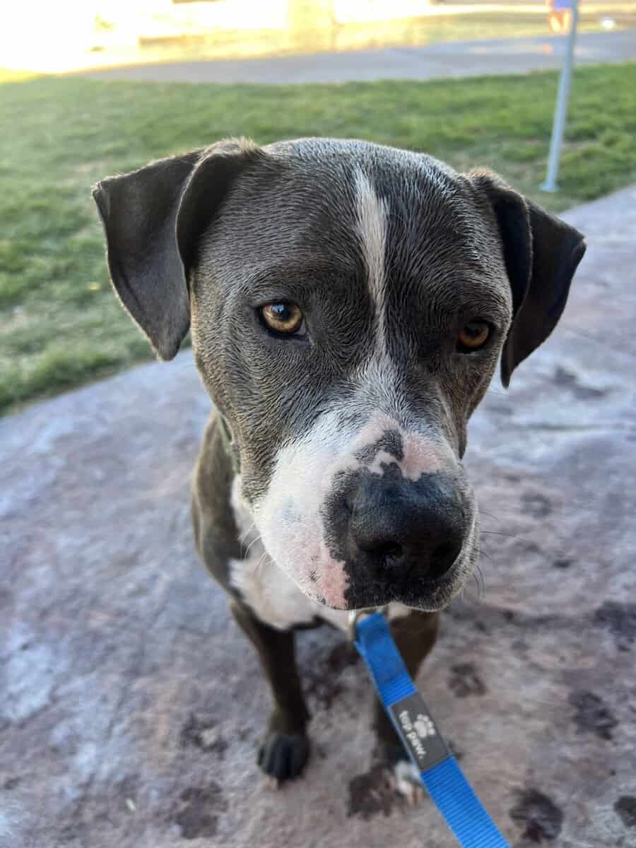 Bluenose Pitbull image 3