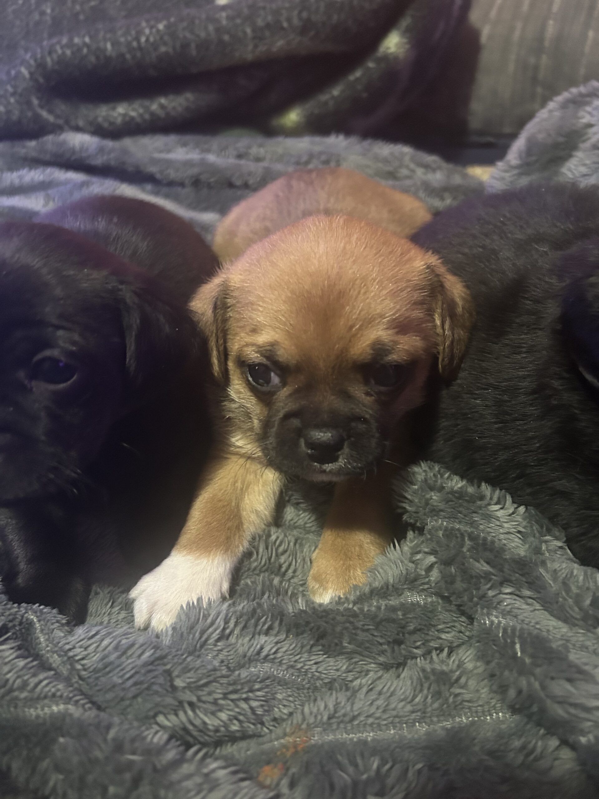 Puppy’s for sale puppy puppies image 4