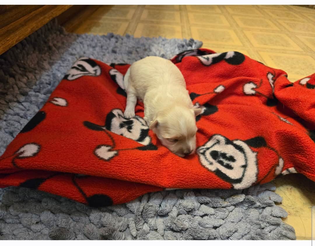Maltese Male 10 wks image 1