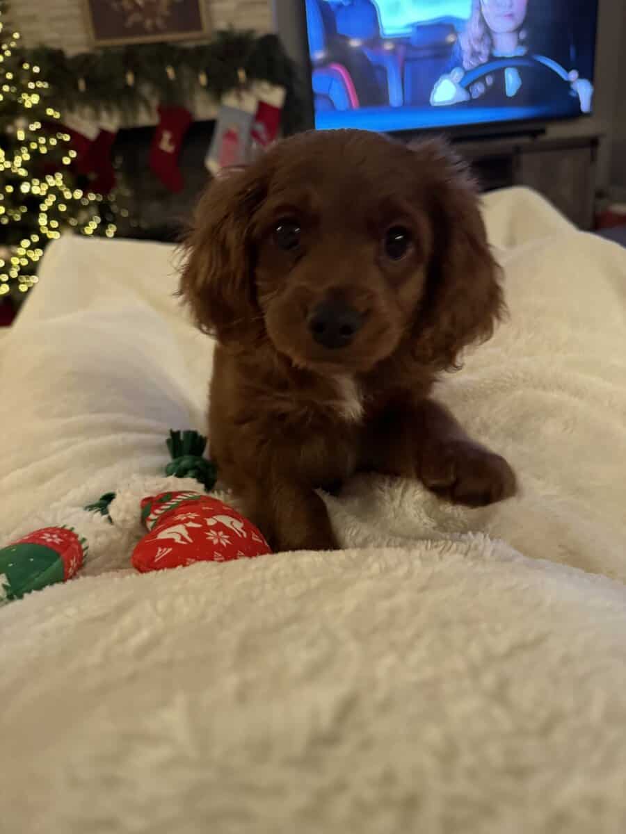 Cavapoo puppy! image 3