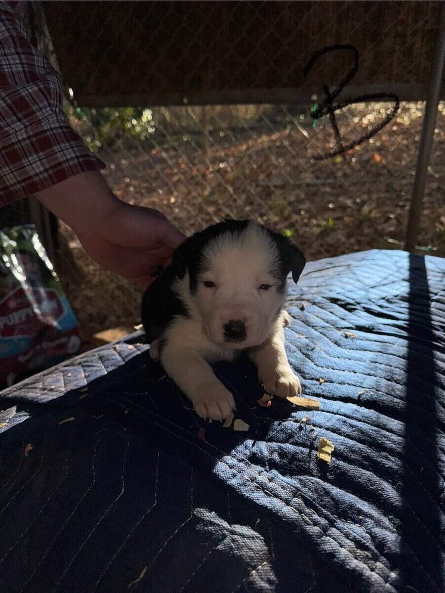 Border Collie/ Australian Shepard mix puppies image 2