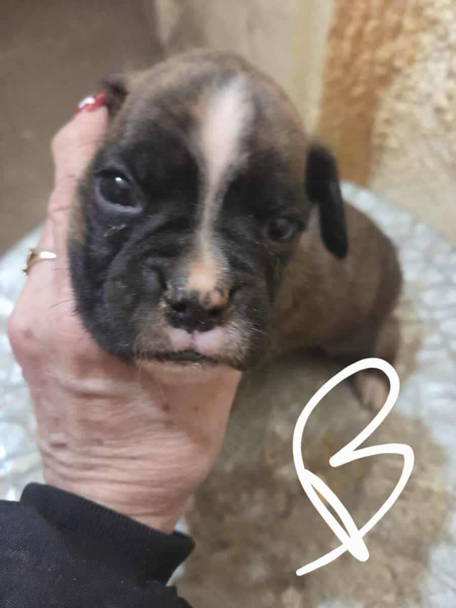 Boxer image 2
