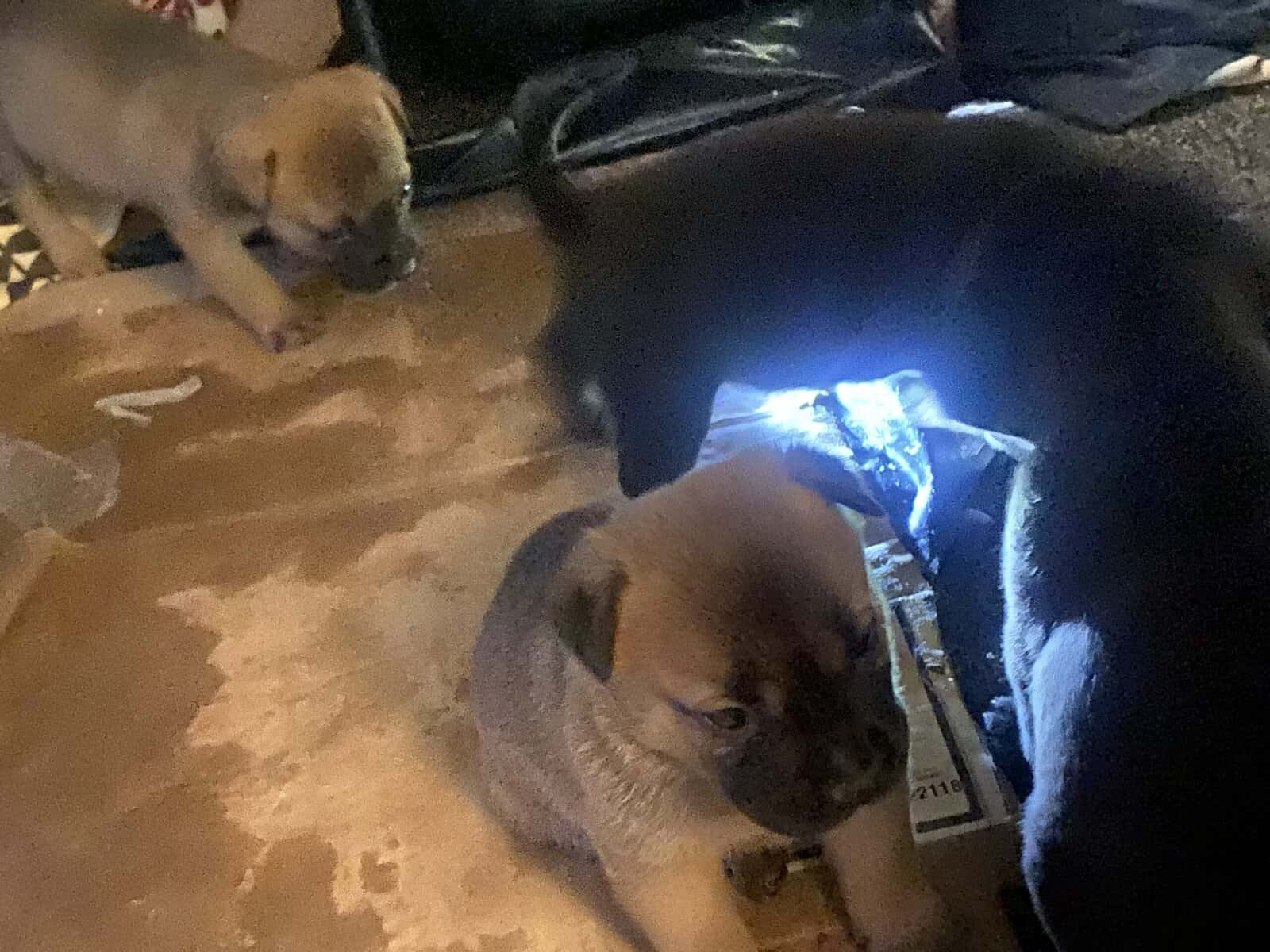 6 week old puppies image 2