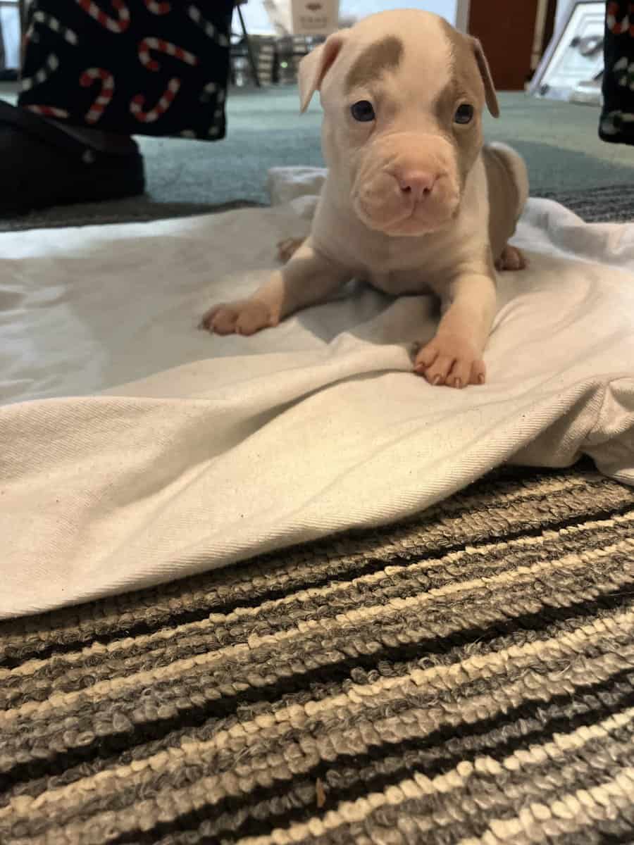 Pitbull puppy image 5
