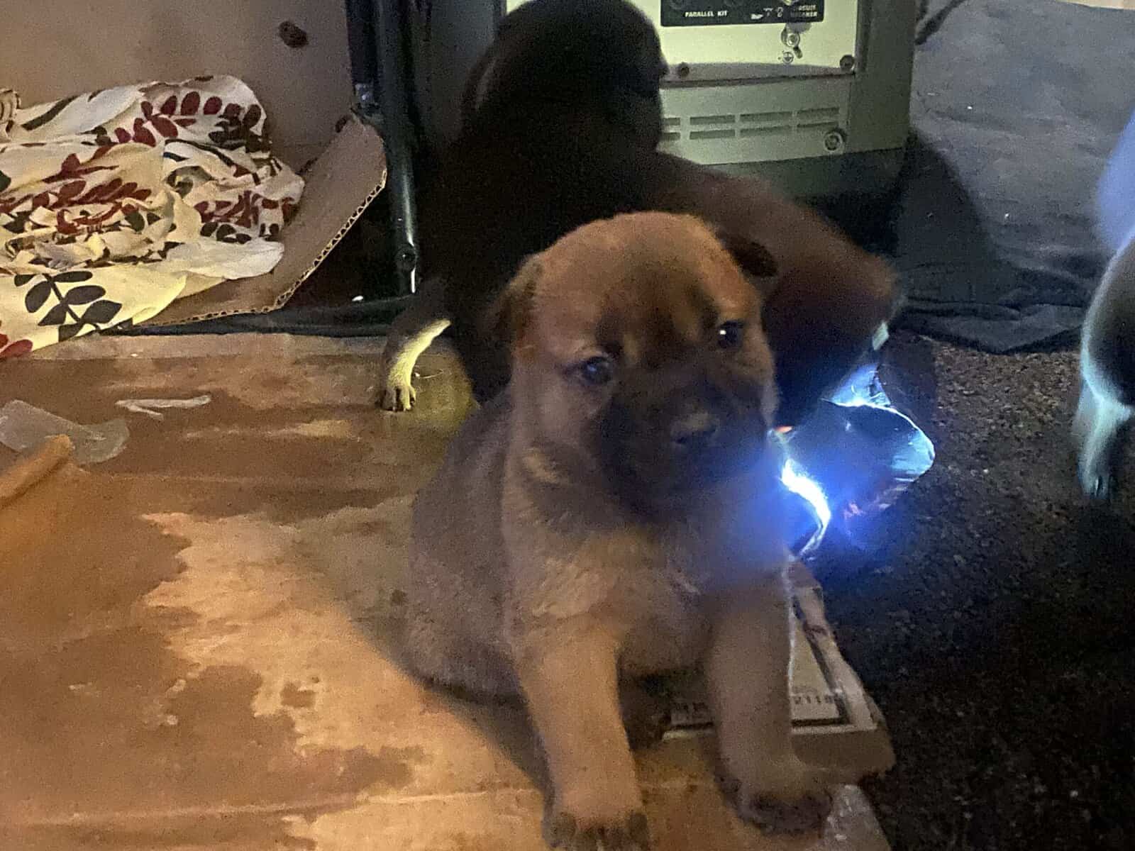 6 week old puppies image 3
